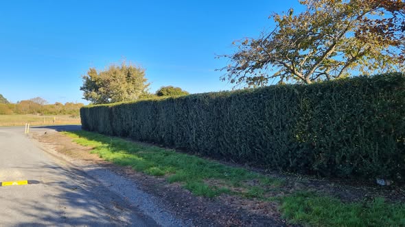 Long neatly trimmed hedge running beside a rural North Canterbury road under a blue sky