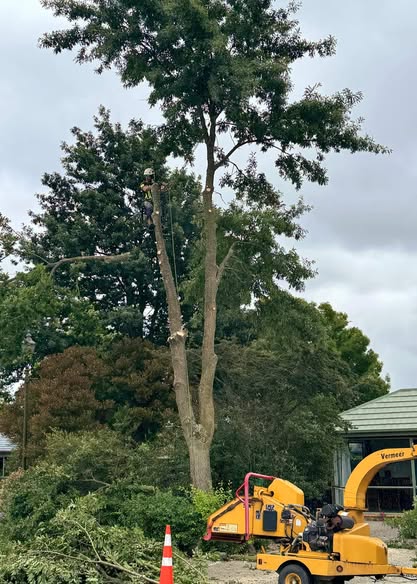 Arborist from Nate's Tree Service working high in a tall tree with a yellow Vermeer chipper and cut branches below