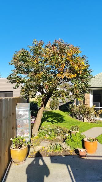 Newly pruned ornamental tree in a sunny Rangiora backyard garden